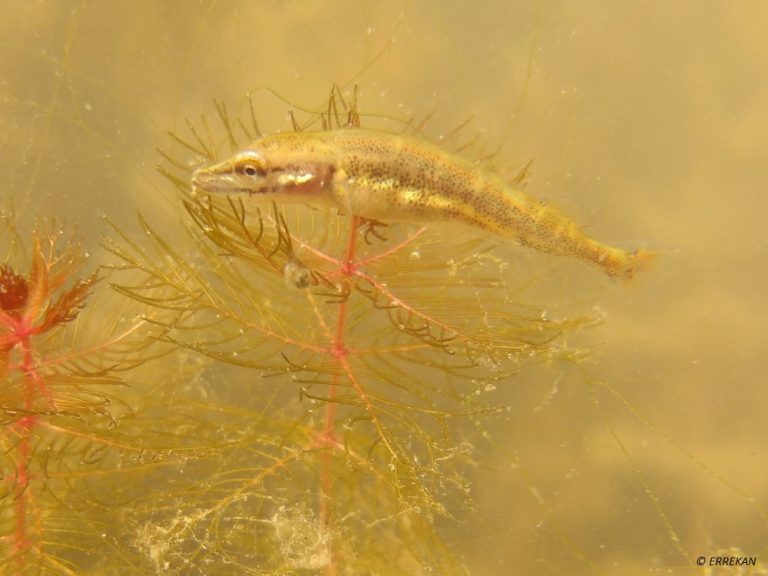 frayère à brochet