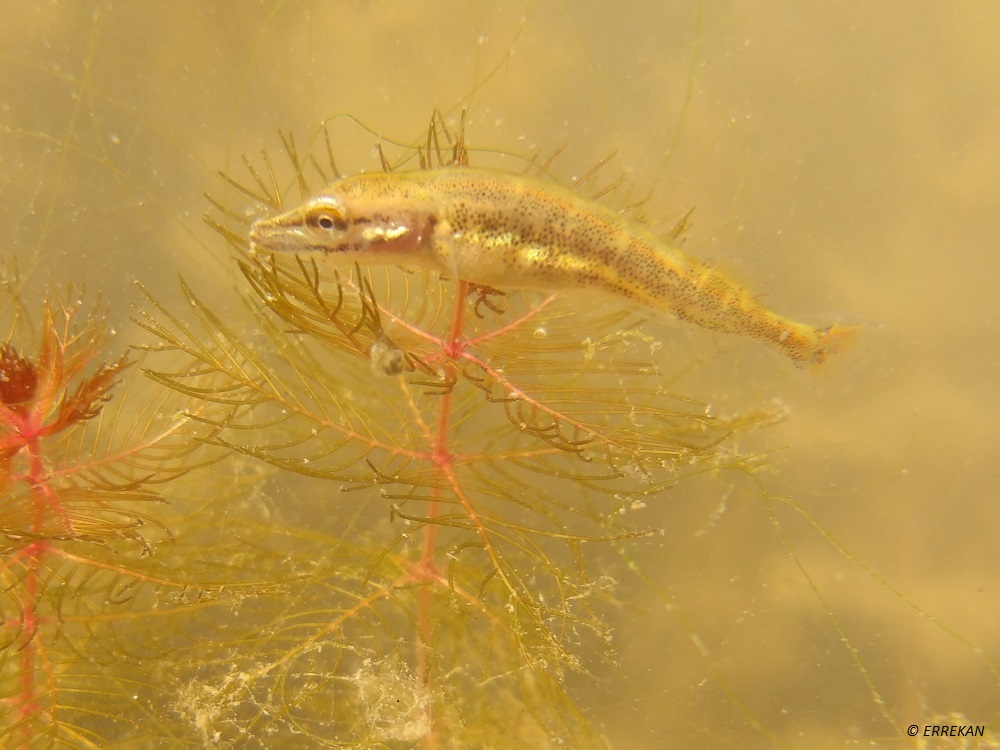 frayère à brochet