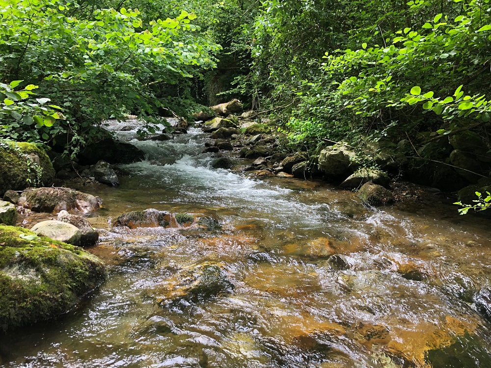 Le Desman des Pyrénées
